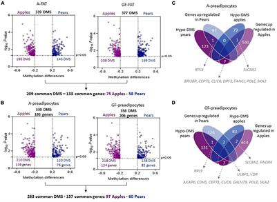 DNA Methylation as a Marker of Body Shape in Premenopausal Women